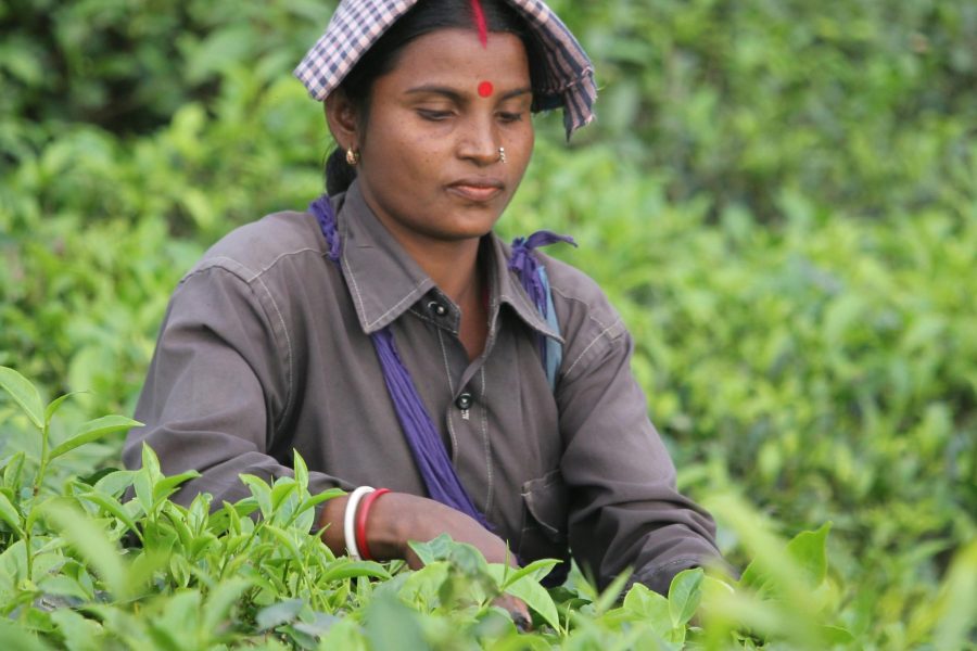 a woman in a field of green plants