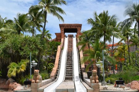 a water slide with palm trees and a pool